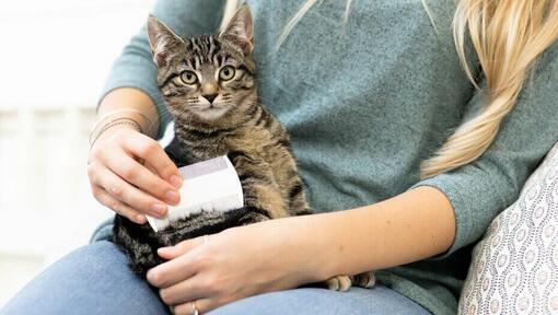 Grooming your best sale cat at home